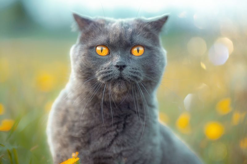 кошка, природа, животные, лето, деревня Анфиса - Британка с Характером! фото превью