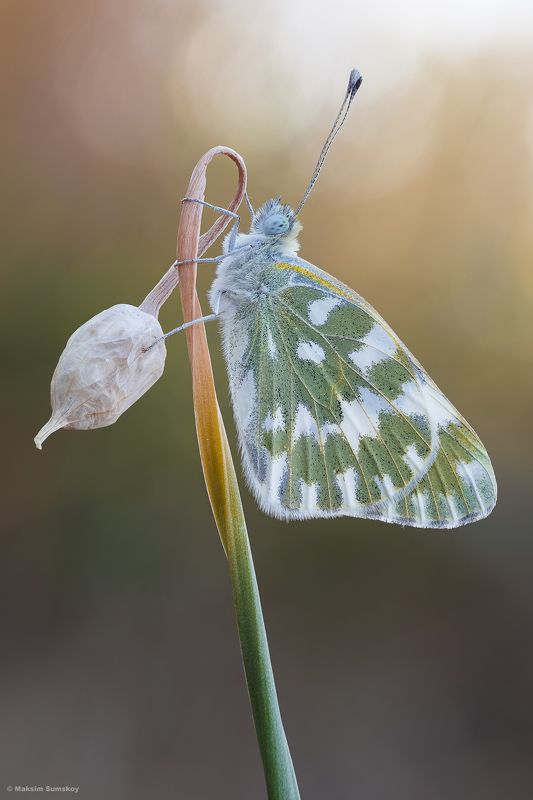 Утроphoto preview