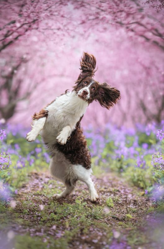 狗 宠物 萌宠 动物 花中舞蹈photo preview