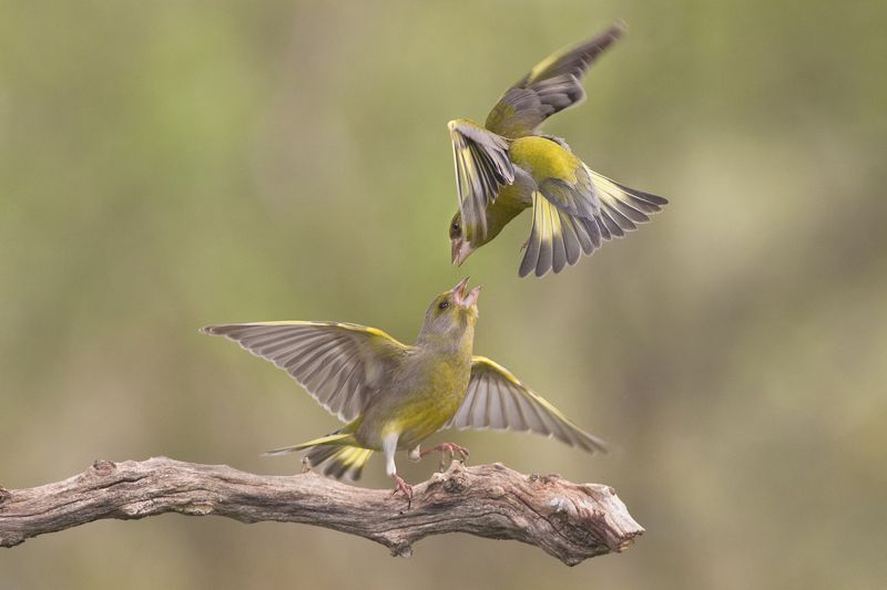 Обыкновенная зеленушка фото превью