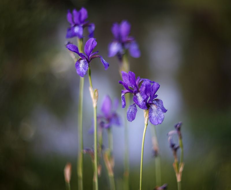 Ирисы. фото превью