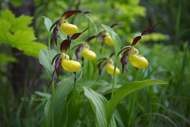 венерин башмачок ,cypripedium calceolus,orchidaceae,орхидея, Венерин башмачок настоящий - Cypripedium calceolusphoto preview