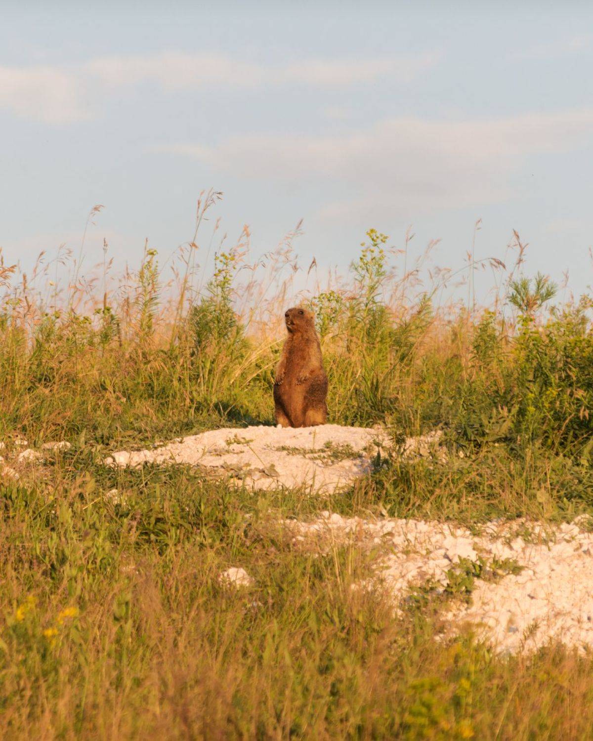 Закатный сурок. Автор: Алексей Проняхин , Алексей Проняхин