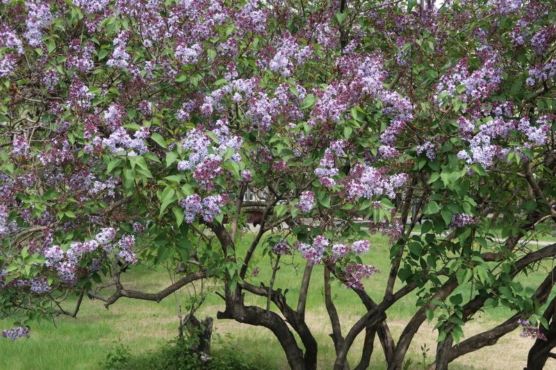 весна,сирень,куст Куст сирени фото превью