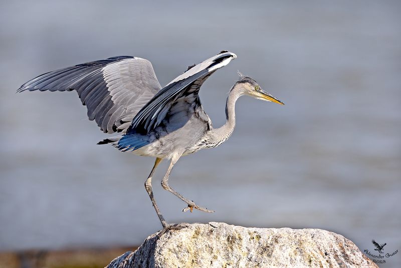 По подиуму.photo preview