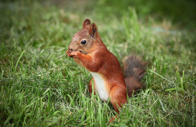 *** фото превью