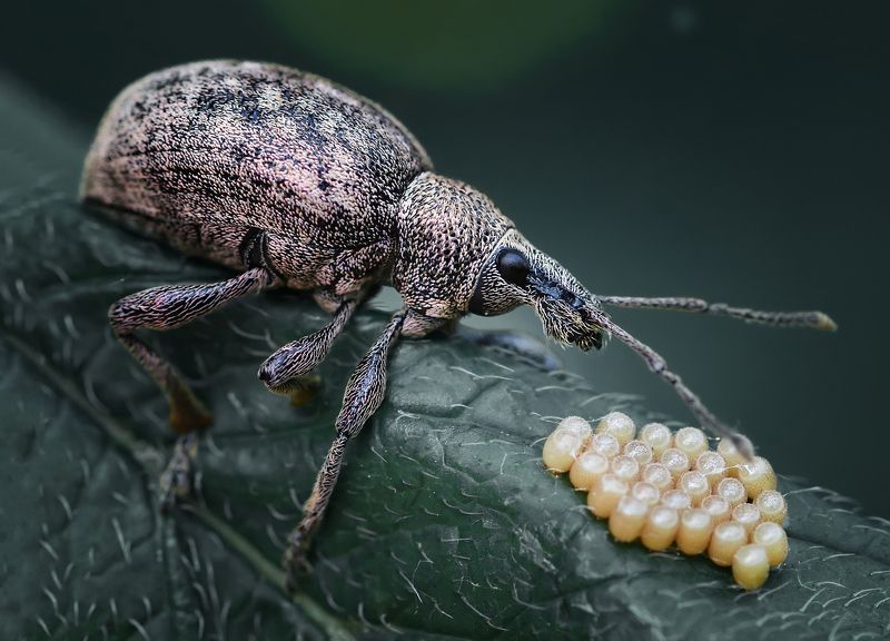 макро, жук, яйцо, лето, насекомое Шёл и нашёл .photo preview
