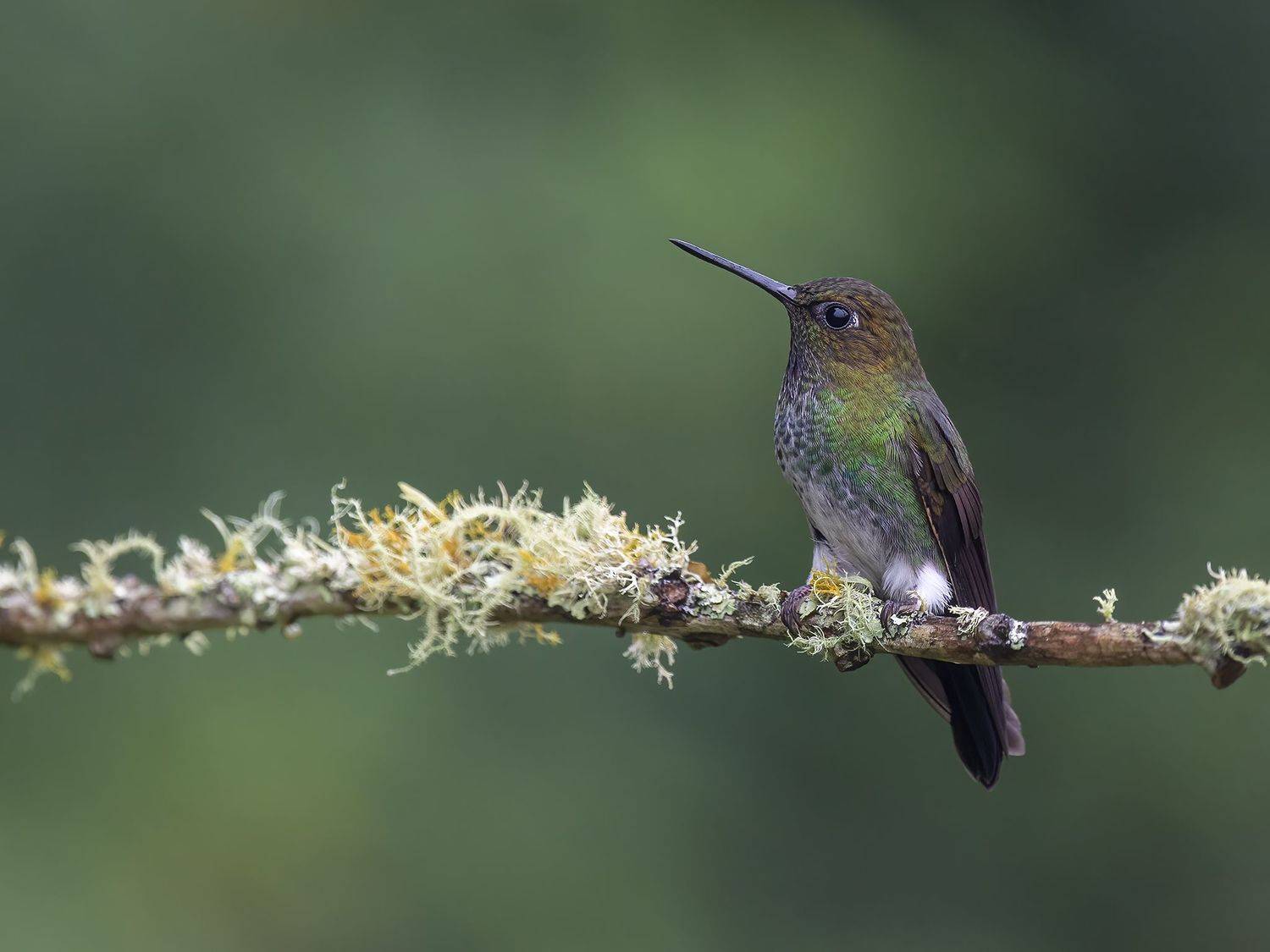 Greenish Puffleg. Автор: Burgalin Sequeira Fernando , Burgalin Sequeira Fernando