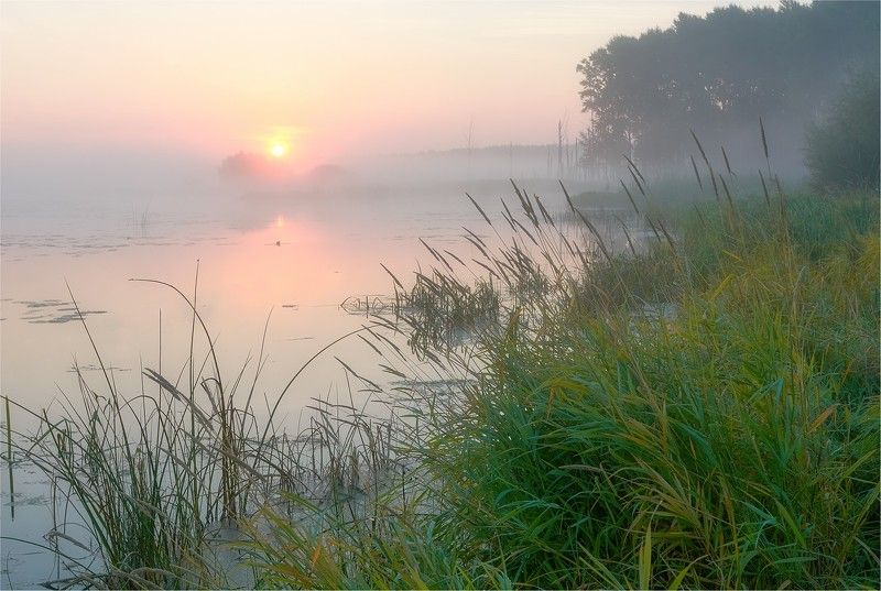 утро, рассвет, восход, река, старица, берега, солнце, туман Утро на старицеphoto preview