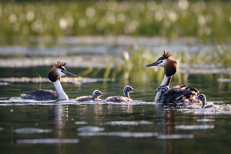 Милое семействоphoto preview