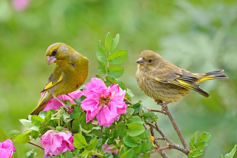 природа, фотоохота, варакушка, птицы, животные, цветы, лето, зеленушка Зеленушка-папочка и сыночек-лапочкаphoto preview