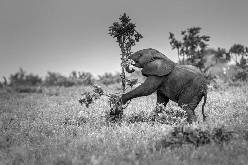 elephant, africa, safari, kruger Elephant\'s Breakfastphoto preview