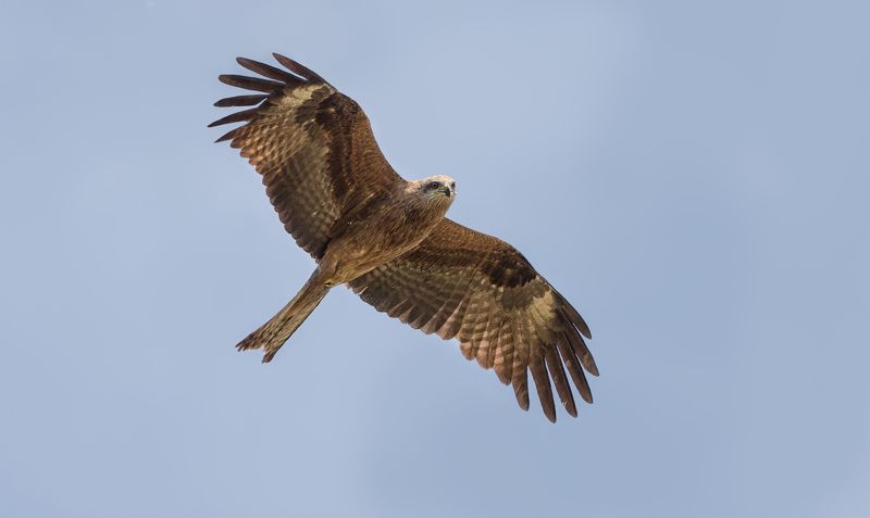 птица, хищник, коршун, полёт, Улыбочку, сейчас вылетит птичка!photo preview