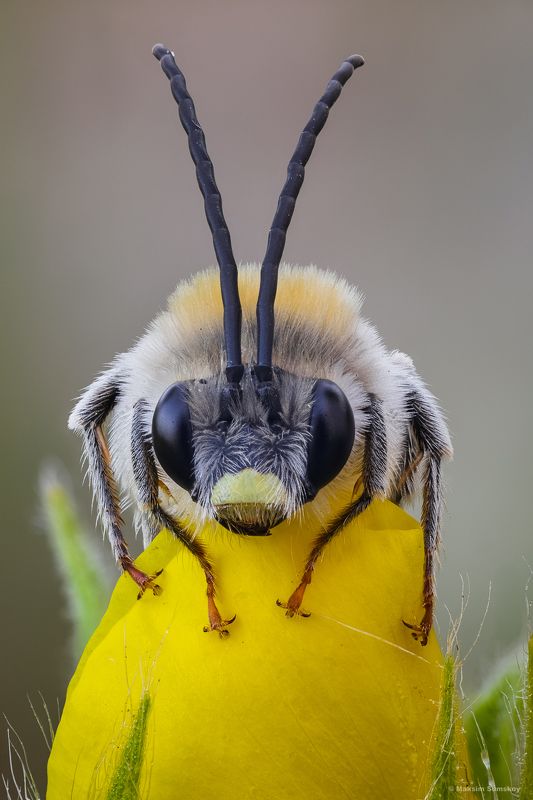 Пчёлкаphoto preview