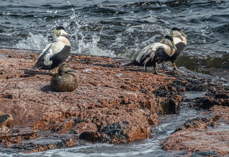мурмаская область, териберка, птицы, обыкновенная гага Обыкновенная гагаphoto preview
