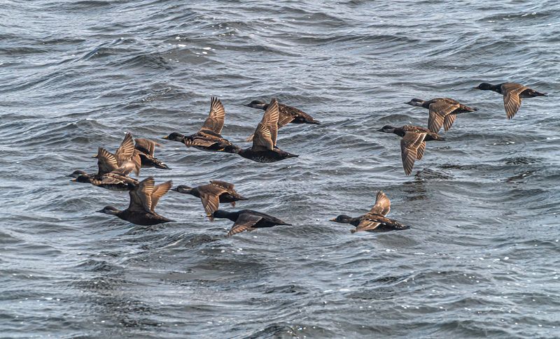 мурмаская область, териберка, птицы, синьга Синьга в полетеphoto preview