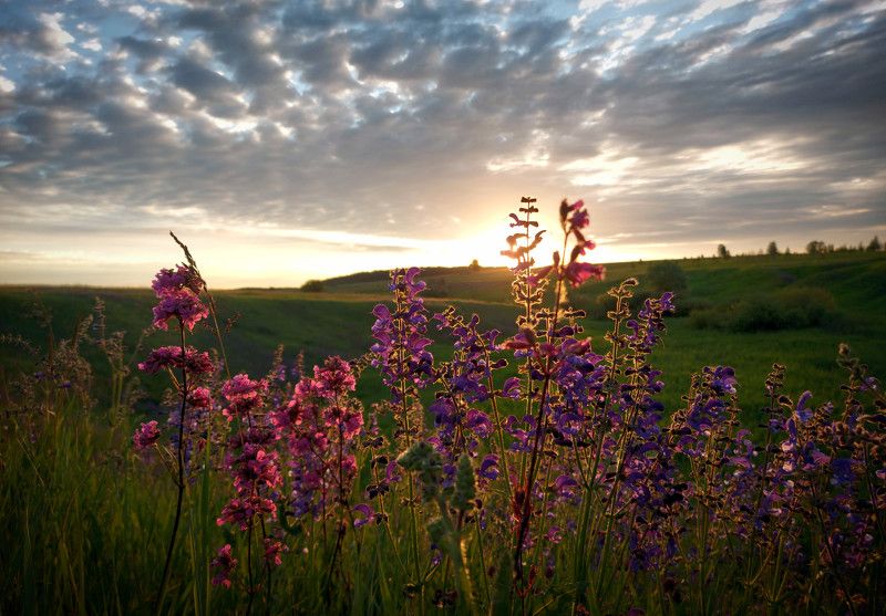 лето, рассвет, цветы, утро, природа Летнее утро.photo preview