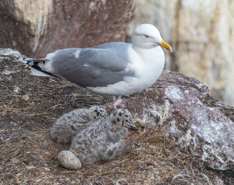 мурмаская область, териберка, птицы, серебристая чайка Серебристая чайка на гнездеphoto preview