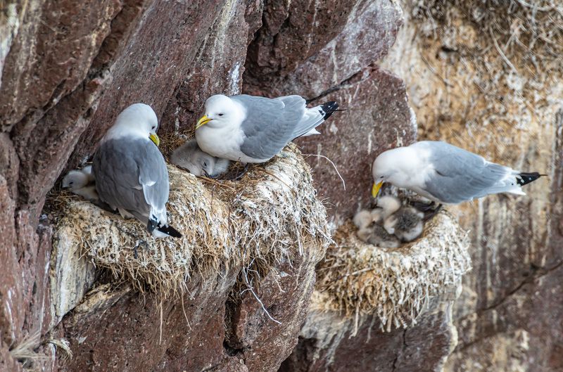 мурмаская область, териберка, птицы, моевка Соседкиphoto preview