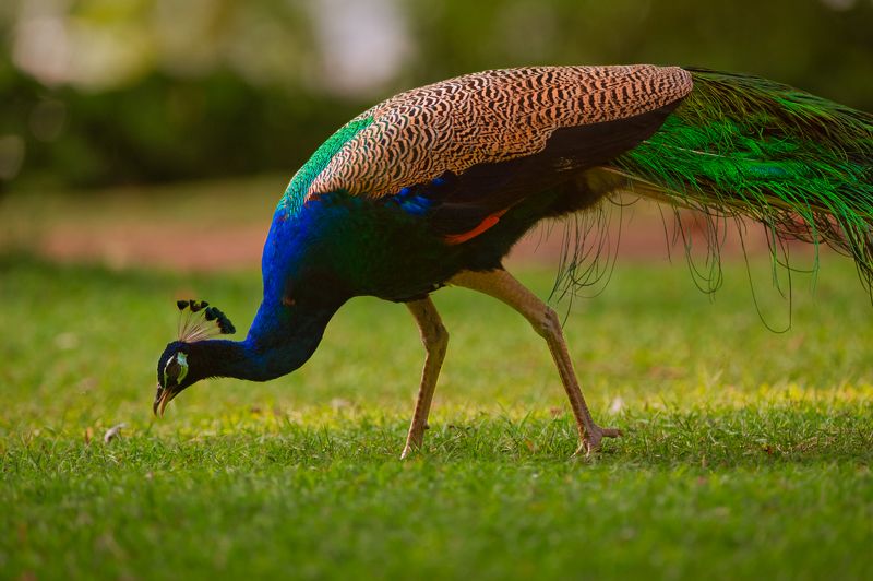 peacock,bird,birds,nikon,wild,water,shadows,lake,pond,flowers,swan,colors,nikon,beauty,nature,animals,eyes,egret,songbird,jungle,white,wings,fly Peacockphoto preview