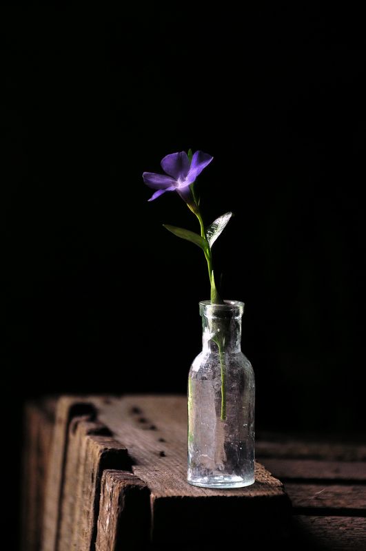 Маленький цветочекphoto preview