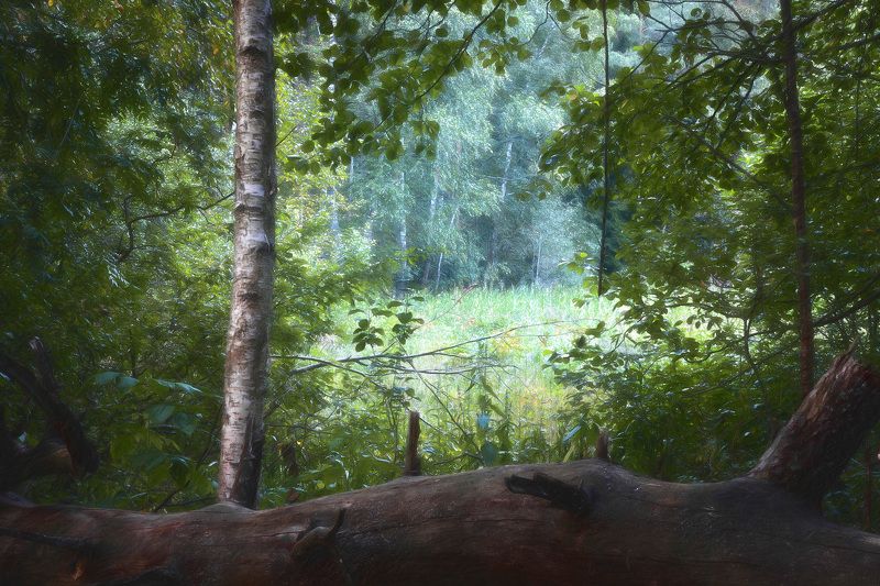 В лесу фото превью