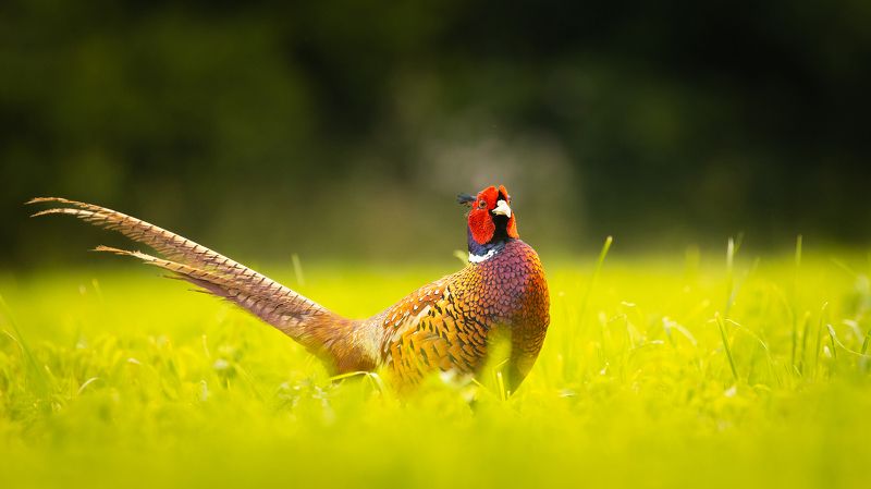 Pheasantphoto preview