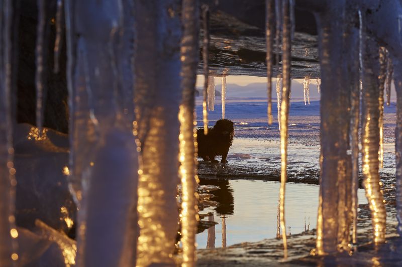 Любопытная норкаphoto preview