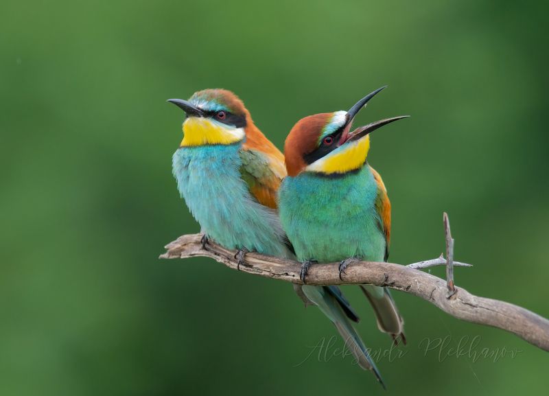 ,european bee-eater, Улыбайтесь ! Вас снимает скрытая камера .photo preview