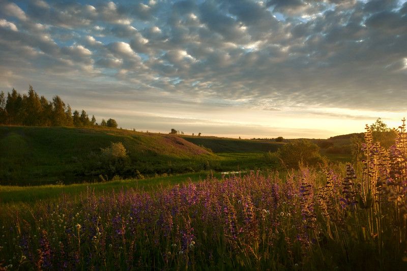 рассвет, цветы, утро, лето, облака, небо Сказочное утро.photo preview