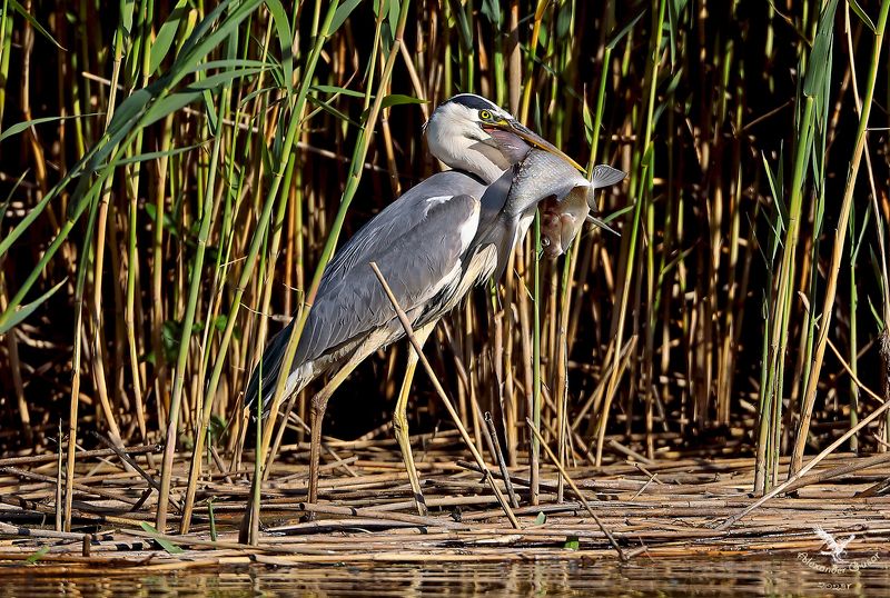 серая цапля. Люблю повеселиться, особенно пожрать.photo preview