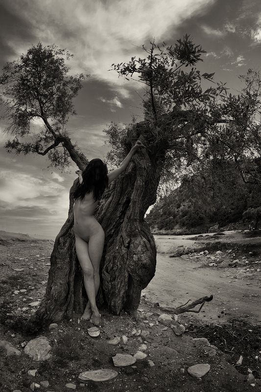 At the olive treephoto preview