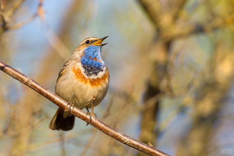 Варакушка фото превью