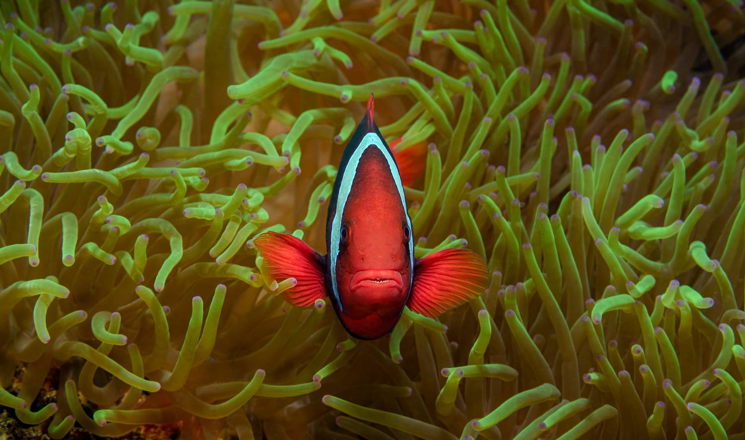 Bloody Mary. Автор: Савин Андрей , Савин Андрей