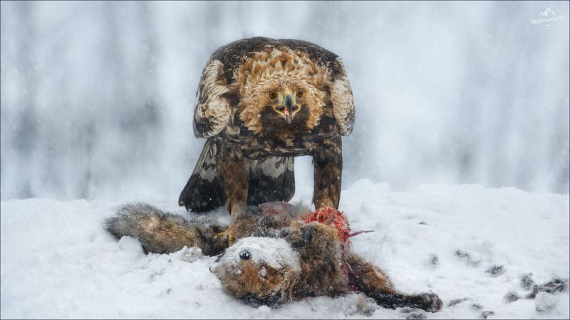 беркут, golden eagle, красный бор, фототур в красный бор, фотоохота в беларуси, phototravel.pro, Memento mori..photo preview