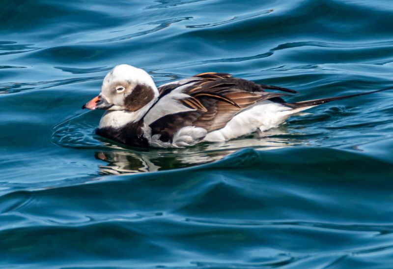 мурмаская область, териберка, птицы, морянка Морянкаphoto preview