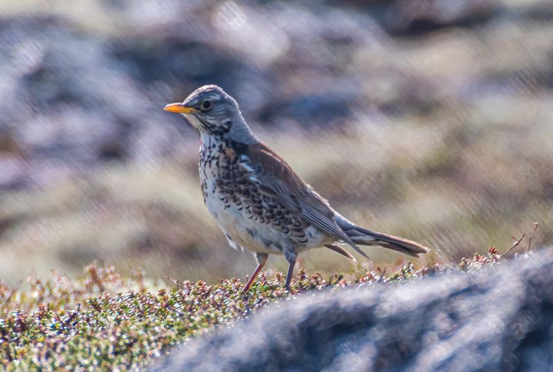 мурмаская область, териберка, птицы, дрозд, рябинник Дрозд-рябинникphoto preview