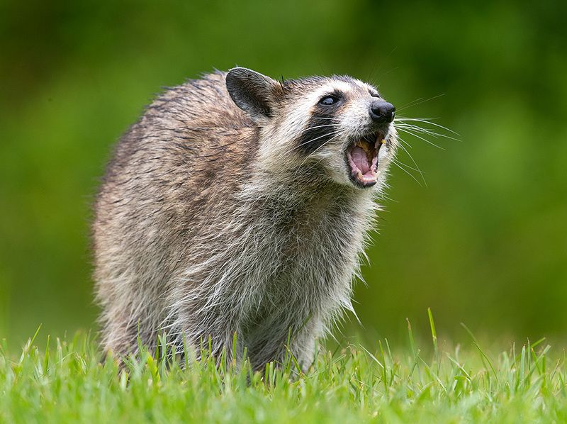 енот обыкновенный, енот-полоскун, raccoon, енот, дикие животные, животные, animals Енот-полоскун -Raccoonphoto preview