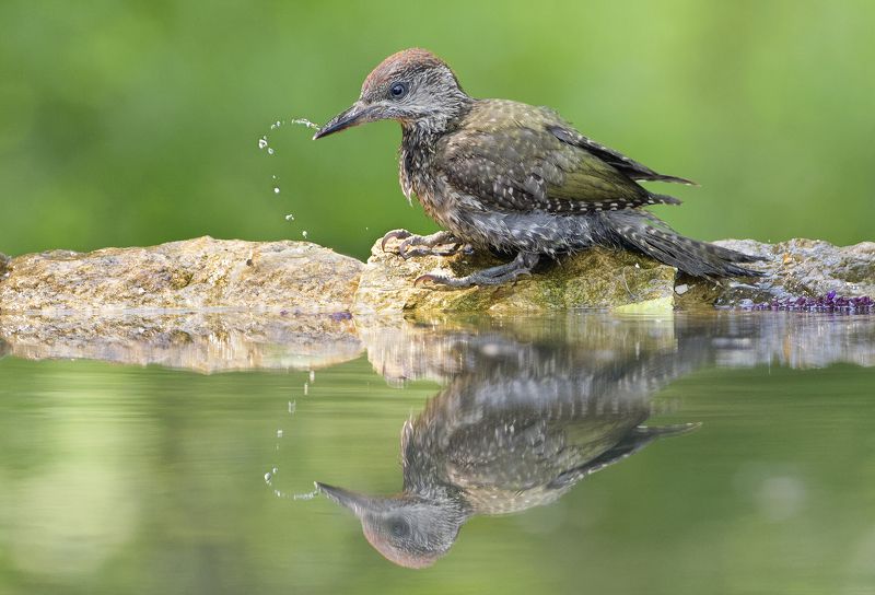 Mолодой зеленый дятелphoto preview