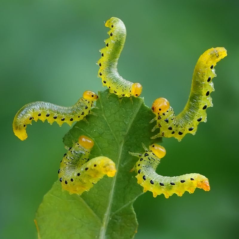 макросъёмка, природа, гусеница, еда, лето Весёлая пирушка.photo preview