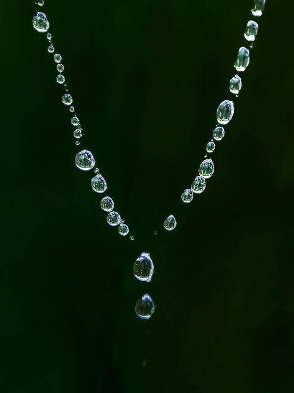 Mobile Macro Photographyphoto preview