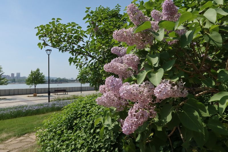 новосибирск,весна,сирень Утопая в запахе сирениphoto preview