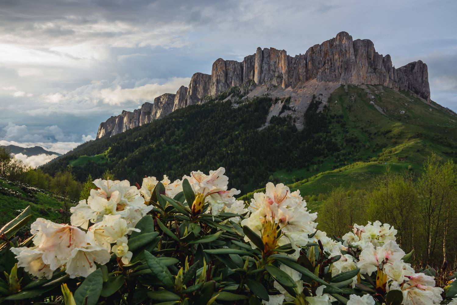 большой тхач, адыгея, кавказ, рододендроны, Шишкалов Константин