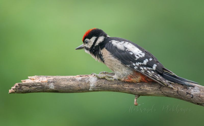 , большой пёстрый дятел , great spotted woodpecker , сидит на пятой точке , уставший дятел , Всё . Привал .photo preview