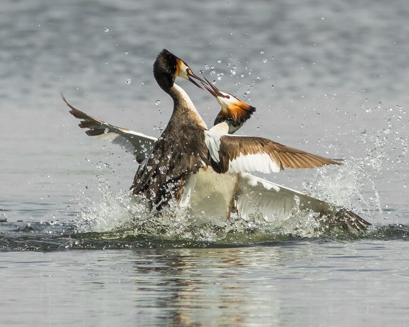 чомги Схваткаphoto preview