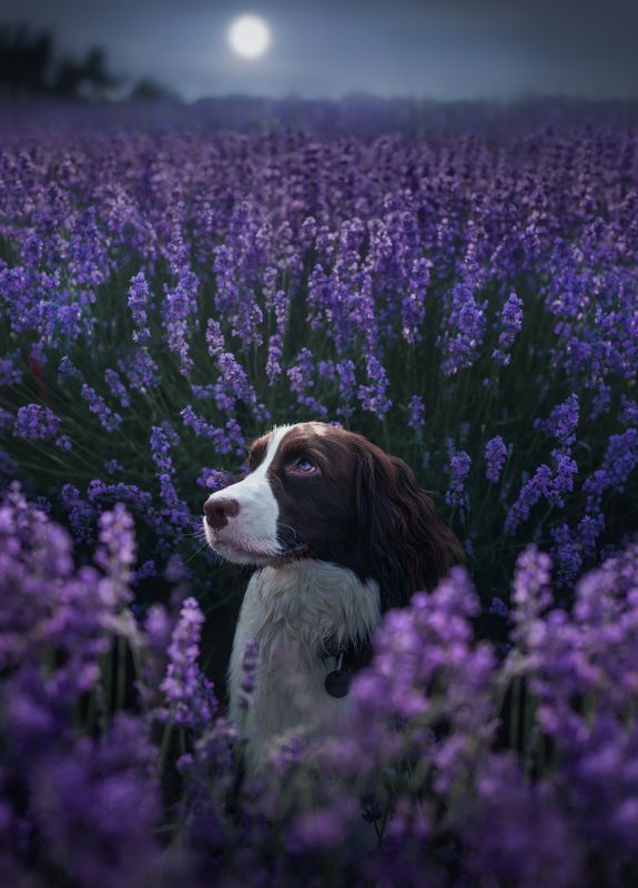狗 动物 宠物 史宾格 萌宠 薰衣草 仲夏的薰衣草花园photo preview