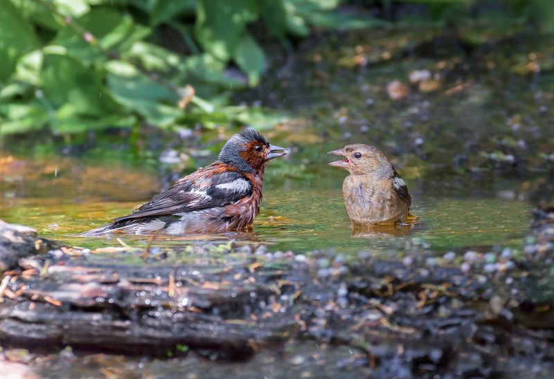 птицы, зеленушка, самец, самка, купание, вода, Зяблики .photo preview