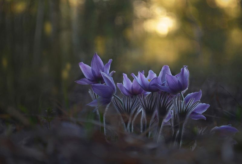В вечернем лесу фото превью