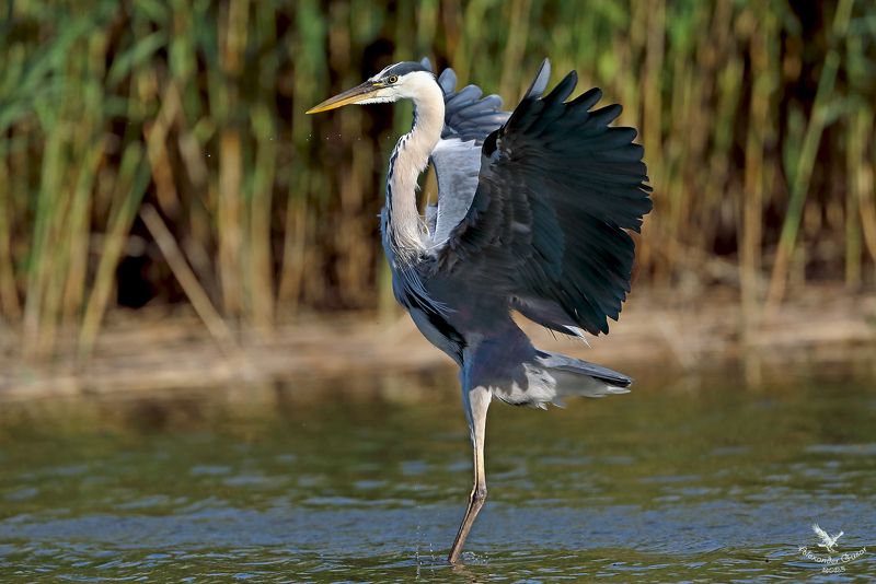 Вальс цапли.photo preview
