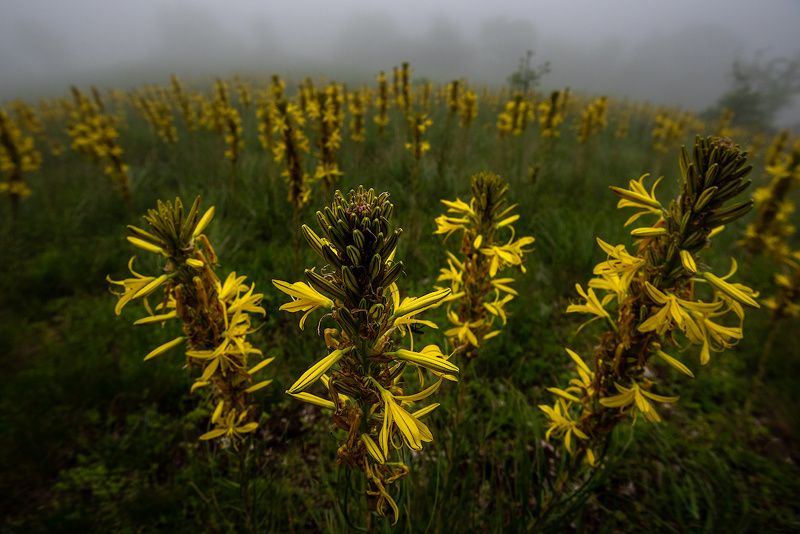 Асфаделиныphoto preview